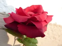 P1190641.webp