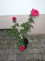P1190631.webp