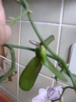 Orchideenkindel.webp