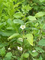 Physalis.webp