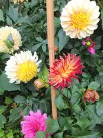 image.webp