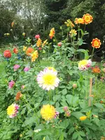 image.webp