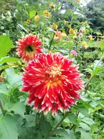image.webp