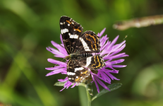 Schmetterling Landkärtchen Araschnia levana.webp