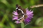 Schmetterling Landkärtchen Araschnia levana.JPG