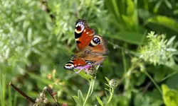 Tagpfauenauge Inachis io.webp