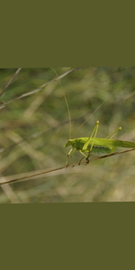 Heupferd.webp