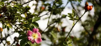 Wildrosenblüte.webp