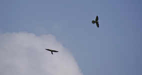 _DSC4776.webp