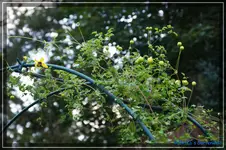 comp_DSC02231.webp
