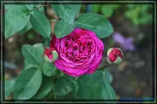 comp_DSC02233.webp