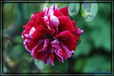 comp_DSC02234.webp