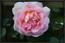 comp_DSC02235.webp