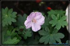 comp_DSC02237.webp
