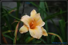 comp_DSC02232.webp