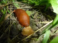 P1190720.webp