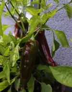 paprika_1.webp