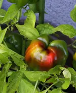 paprika_2.webp