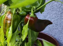 paprika_3.webp