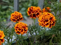 tagetes.webp