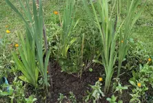 stachelbeere.webp