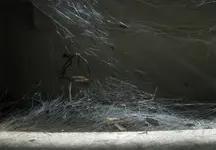 spiderific_hg.webp