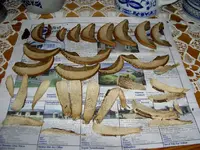 _Copy of Maerz 2010 048v.webp