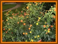 005.webp