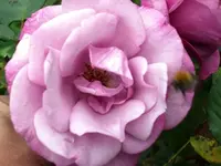 Rose Moody Blues 1.webp