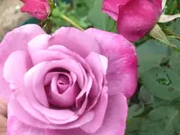Rose Moody Blues 2.webp