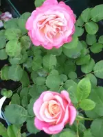 Rose Agnès Schillinger 2.webp
