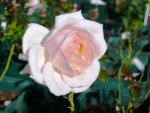 Rose Chandos Beauty 2.jpg