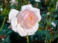 Rose Chandos Beauty 2.webp