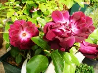 Rose Burgundy Ice 1.webp