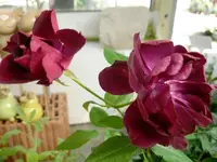 Rose Burgundy Ice 2.webp