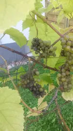 20140906_122533.webp
