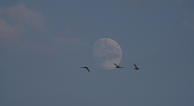 Mond mit Flugenten.webp