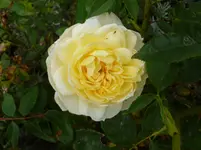 P1160177.webp