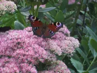 BILD1031.webp