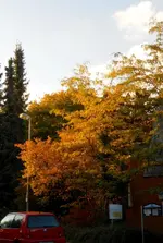 herbstfarbe_1.webp