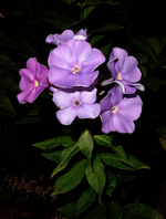 phlx.webp