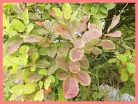 060.webp