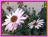 131.webp