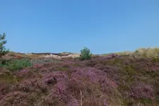 DSCF7515.webp
