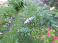 P1190689.webp