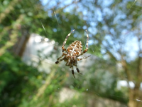 P1190843.webp