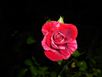P1190788.webp
