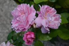 DSC_2533.webp