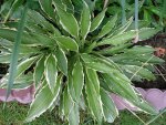 Hosta klein.jpg