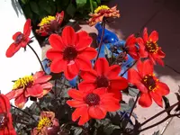Dahlien.webp
